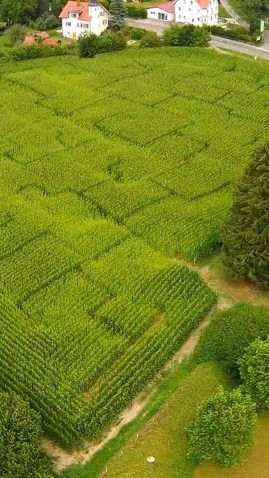 Grüner Irrgarten