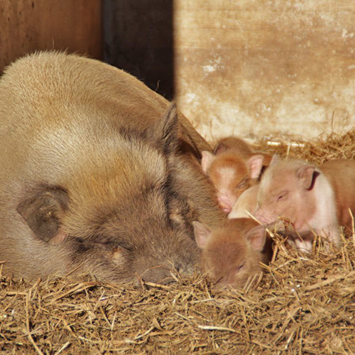 Süße Hängebauchschweinchen