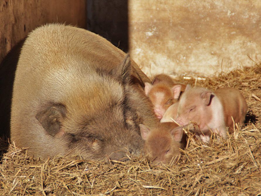 Süße Hängebauchschweinchen