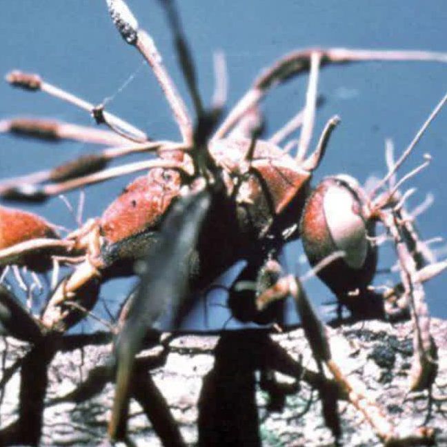 Die Insekten werden zu kleinen Zombies.