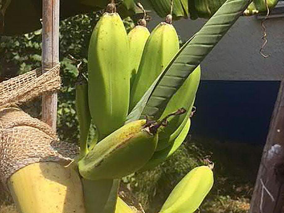 Kurios: In einem Garten in Penzing wachsen bereits Bananen. Kurios: In einem Garten in Penzing wachsen bereits Bananen.