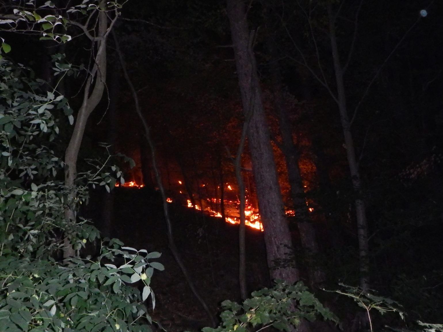 Das Feuer vor Wiens Stadtgrenze breitete sich auf rund 2.000 Quadratmetern aus.