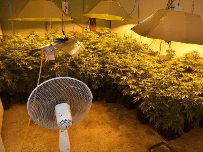 Die Polizei entdeckte in einer Wohnung in Wien-Wieden mehrere Cannabispflanzen. Die Polizei entdeckte in einer Wohnung in Wien-Wieden mehrere Cannabispflanzen.