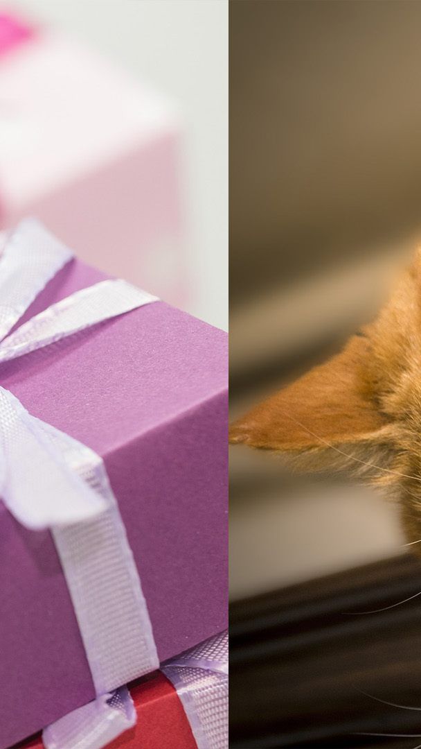 Das Wiener Tierschutzhaus wird 20 und möchte mit den Besuchern feiern.