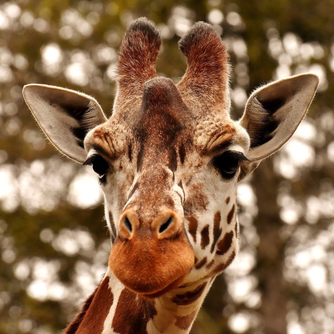 Kimbar verbringt seinen Lebensabend in der Gesellschaft zweier Weibchen.