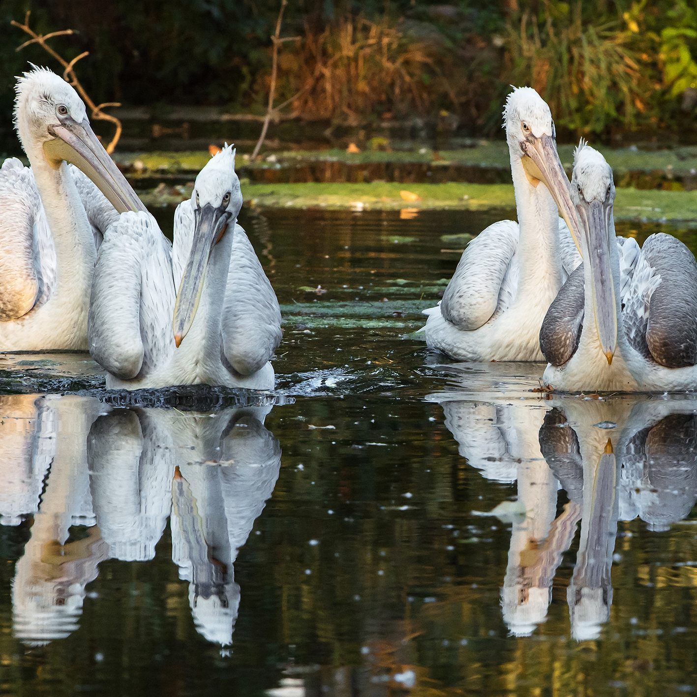 Der Krauskopfpelikan ist die größte Pelikanart der Welt.