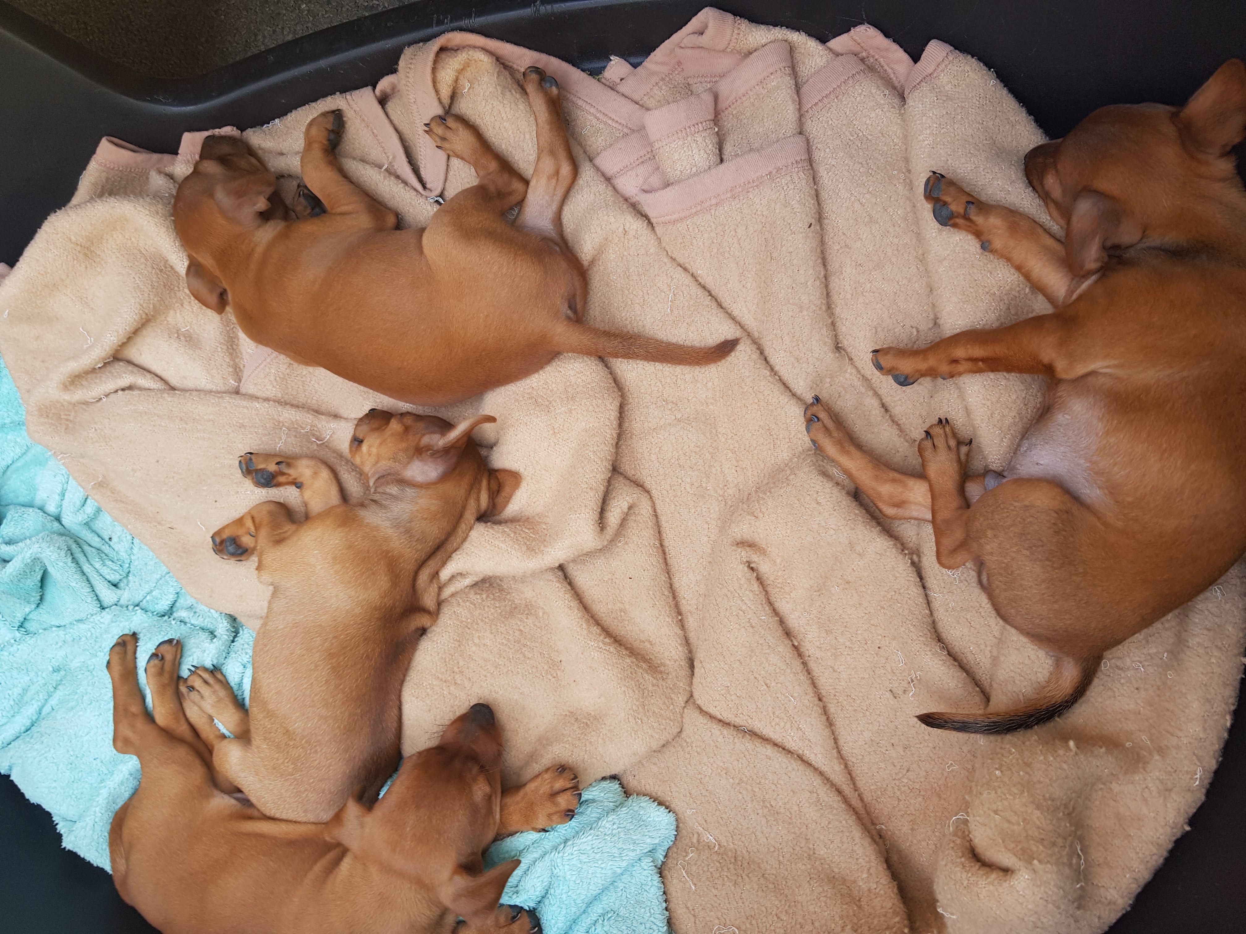 Diese Hundewelpen sollten in einem Wiener Park verkaufen. Diese Hundewelpen sollten in einem Wiener Park verkaufen.