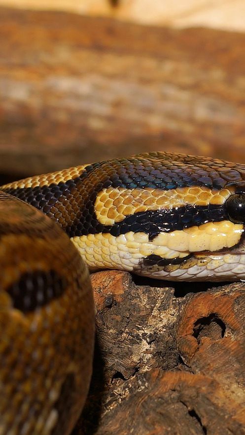Der Fotograf entdeckte die Tiere am Mistplatz.