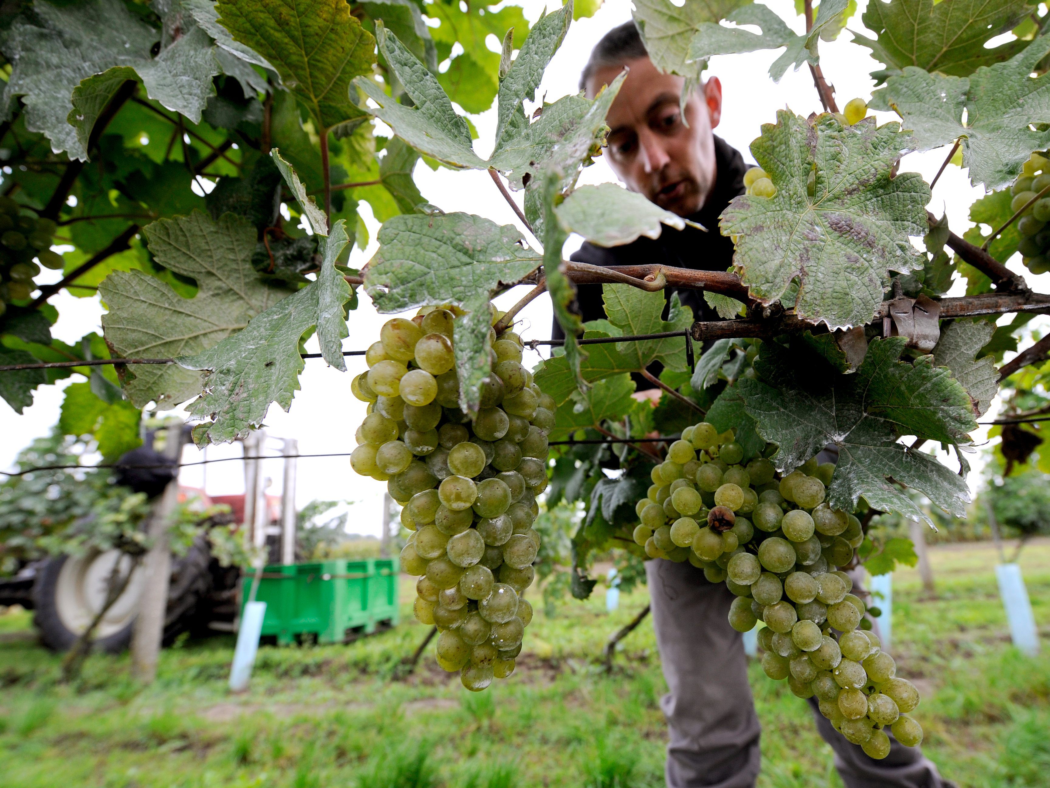 Die Wiener Weinbauern erwarten dank der frühen Weinlese ein Rekordjahr. Die Wiener Weinbauern erwarten dank der frühen Weinlese ein Rekordjahr.