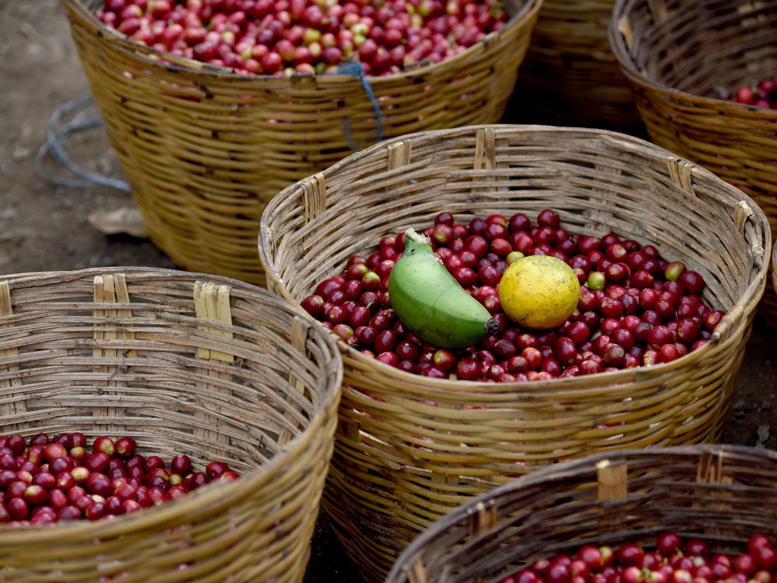 Frisch gepflückte Kaffeekirschen vor der Weiterverarbeitung