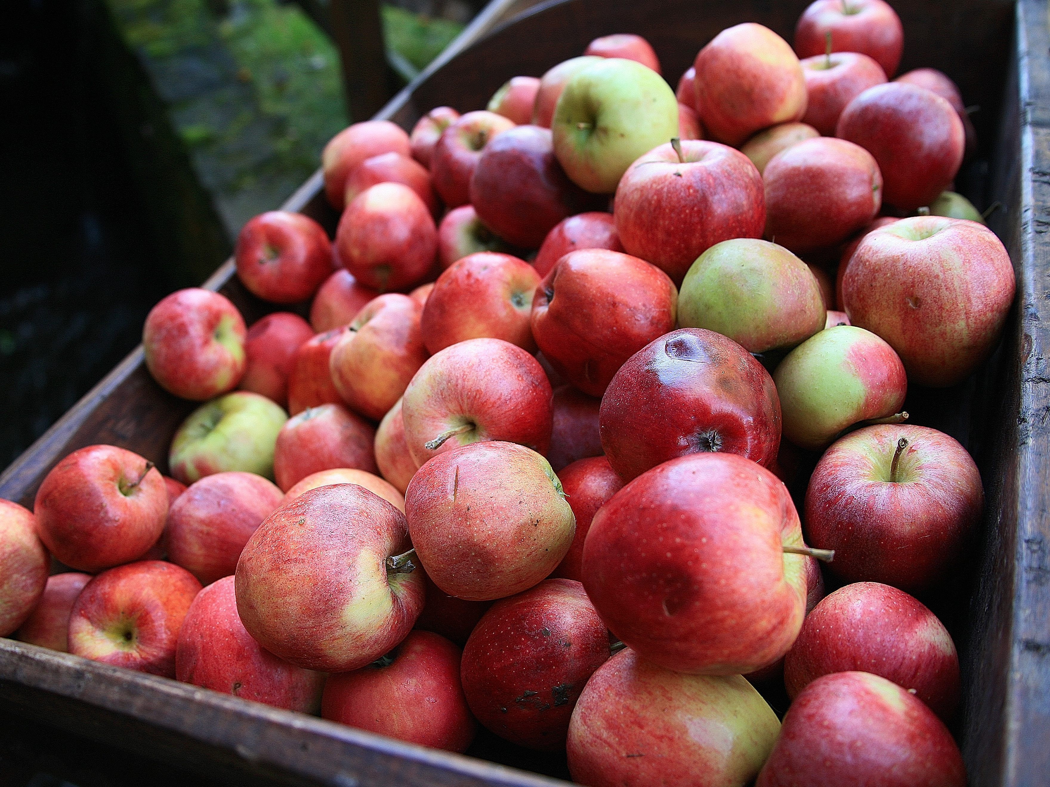 Der Obst- und Gartenbauverein Bregenz freut sich auf regen Besuch am Moststand am Samstag, 29. September 2018 am Leutbühel. Der Obst- und Gartenbauverein Bregenz freut sich auf regen Besuch am Moststand am Samstag, 29. September 2018 am Leutbühel.