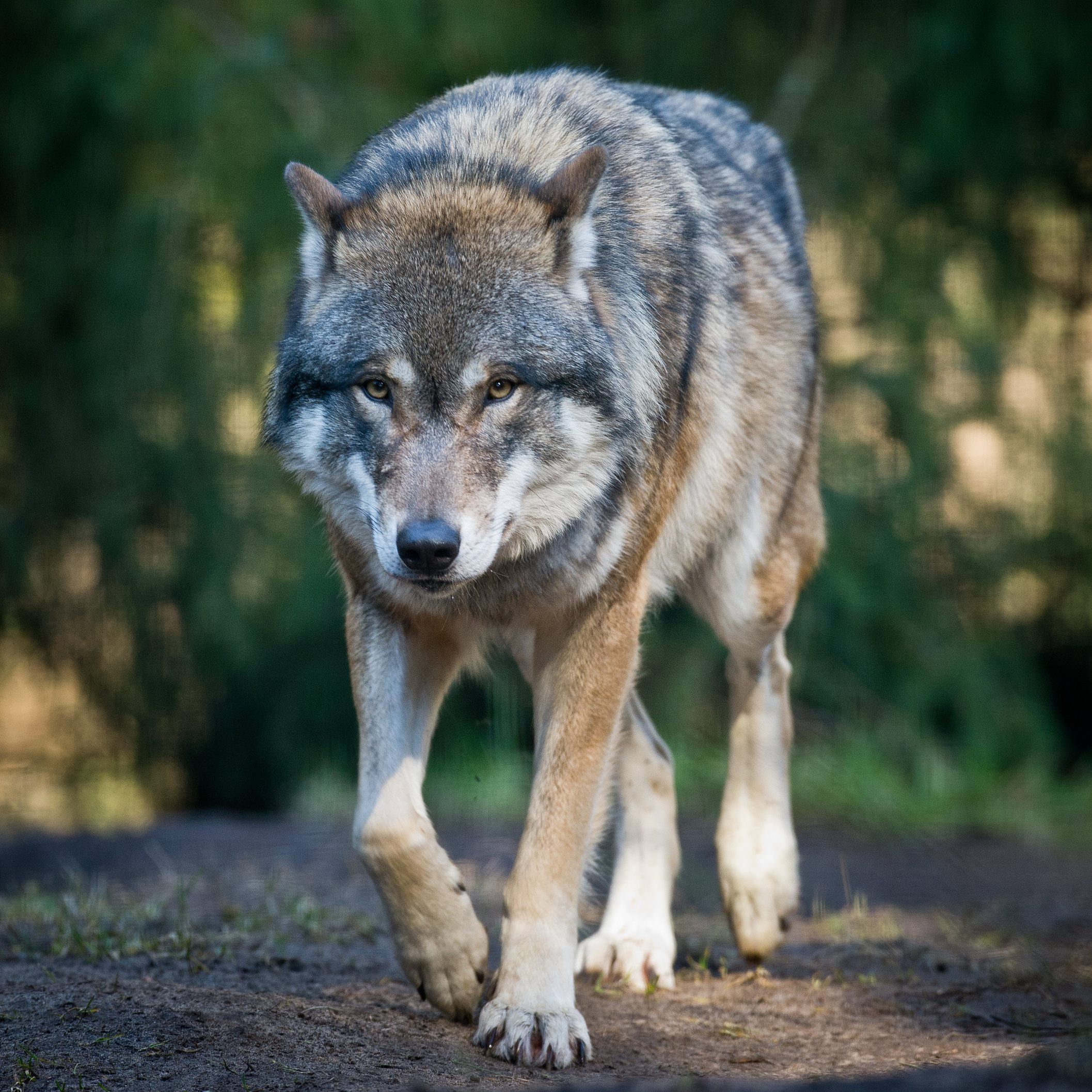 In Niederösterreich wurde ein neues Wolfsrudel entdeckt, der WWF möchte nun Maßnahmen setzen.
