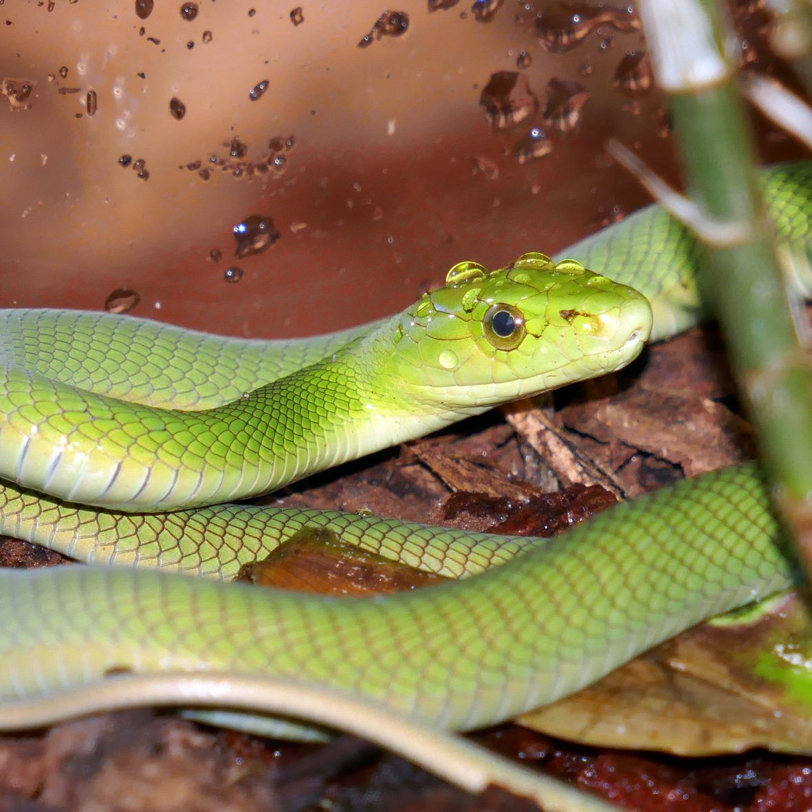 Die Baby-Mambas im Haus des Meeres sind bereits giftig.