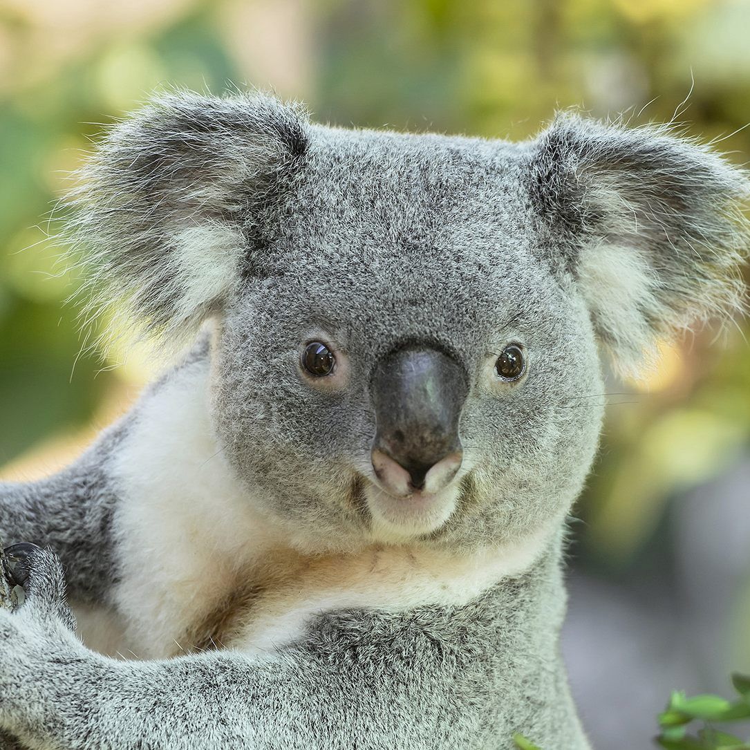 Der Tiergarten Schönbrunn baut nun eigens zehn Eukalyptus Arten für das Koalamännchen WIrri Wirri an.