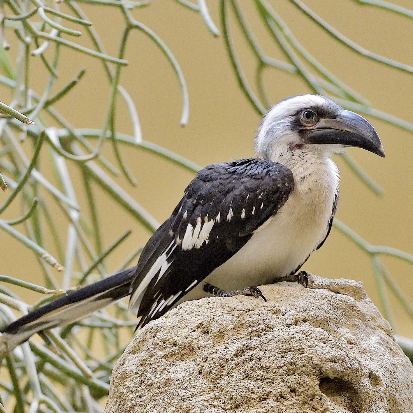 Der Tiergarten Schönbrunn in Wien darf sich über Nachwuchs freuen.