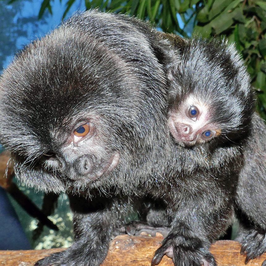 Das erste Jungtier ist geboren.