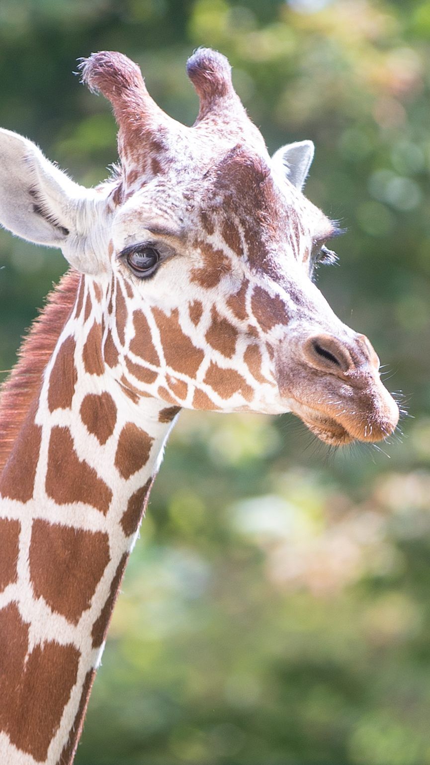 Der Zoo zeichnet sich unter anderem durch die Haltung von vielen Großtieren unter besten Standards aus.