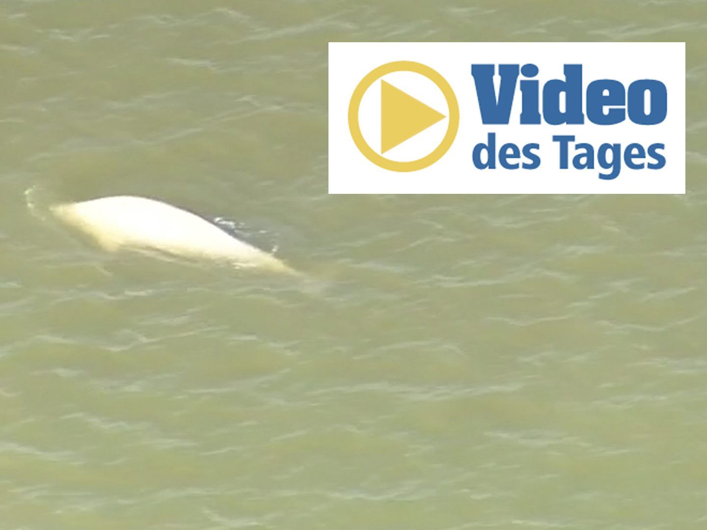 Normalerweise lebt der Weißwal in der Arktis.