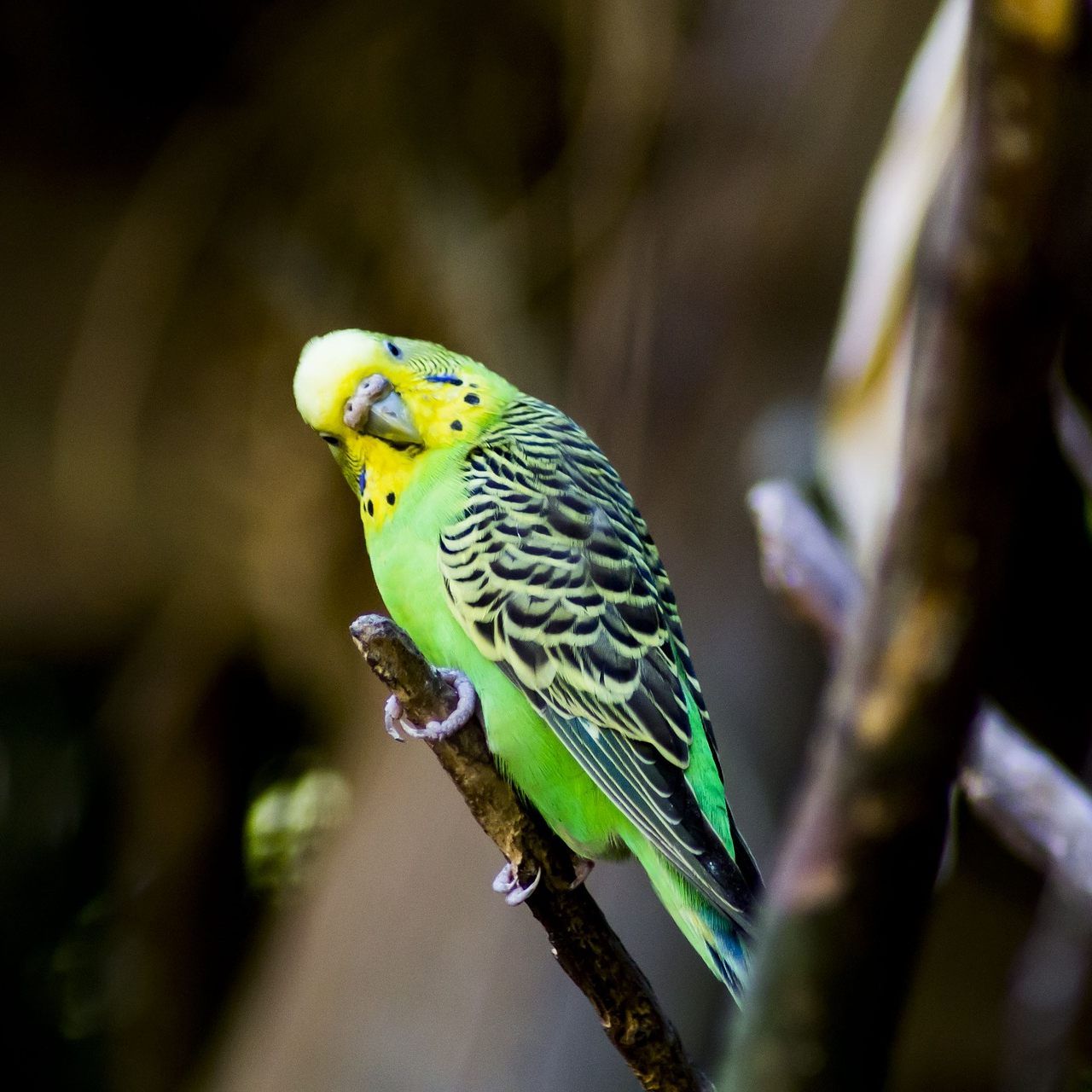 Der Wiener Tierschutzverein kümmert sich nun um die ausgesetzten Sittiche.