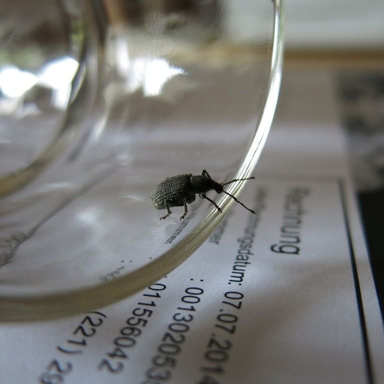 Chagas-Krankheit in Europa entdeckt.