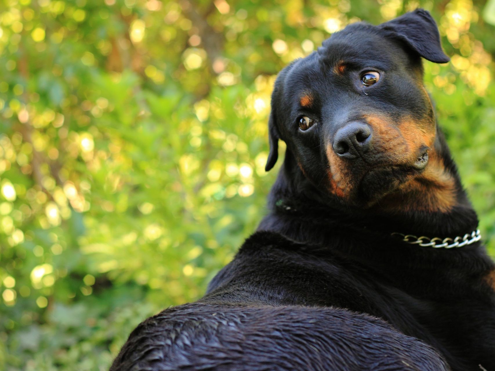 Nach dem Rottweiler-Biss schwebt der Einjährige weiter in Lebensgefahr. Nach dem Rottweiler-Biss schwebt der Einjährige weiter in Lebensgefahr.