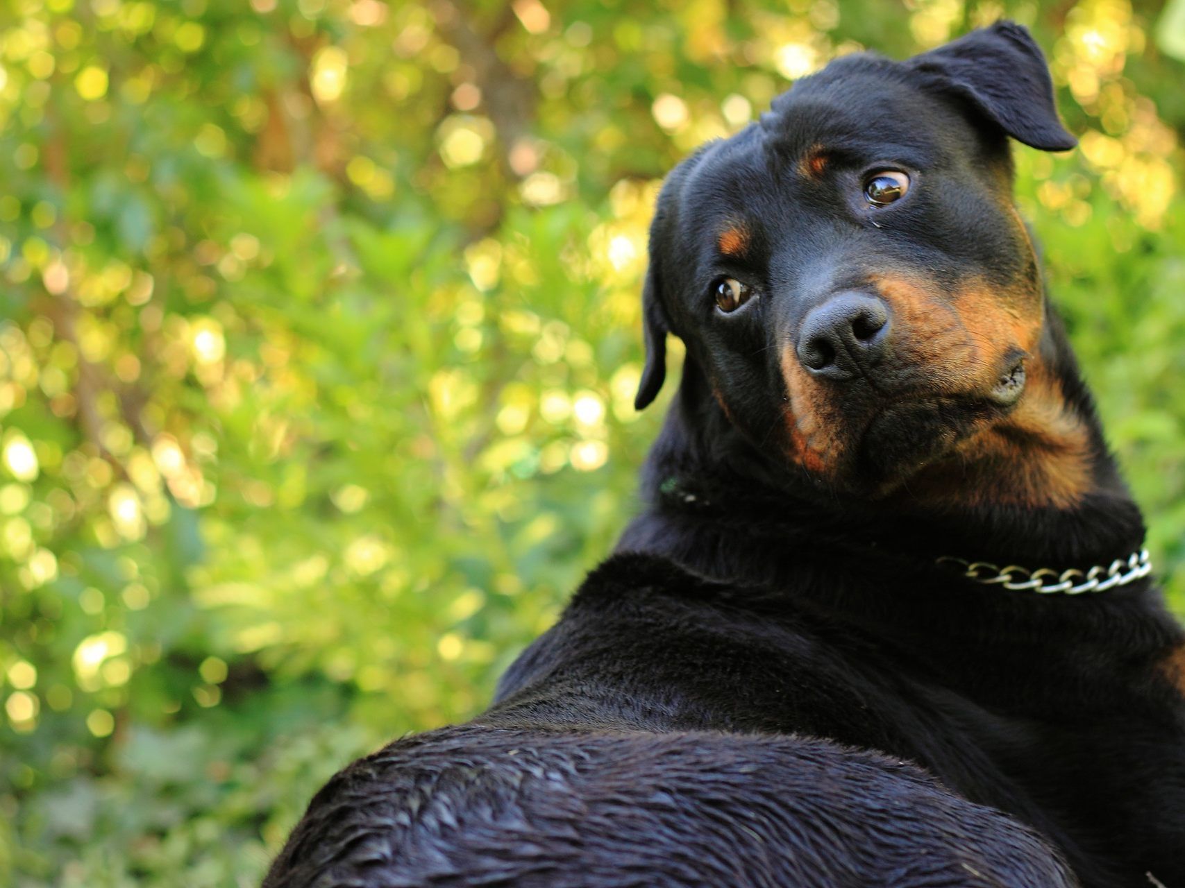 Nach dem Rottweiler-Biss schwebt der Einjährige weiter in Lebensgefahr.