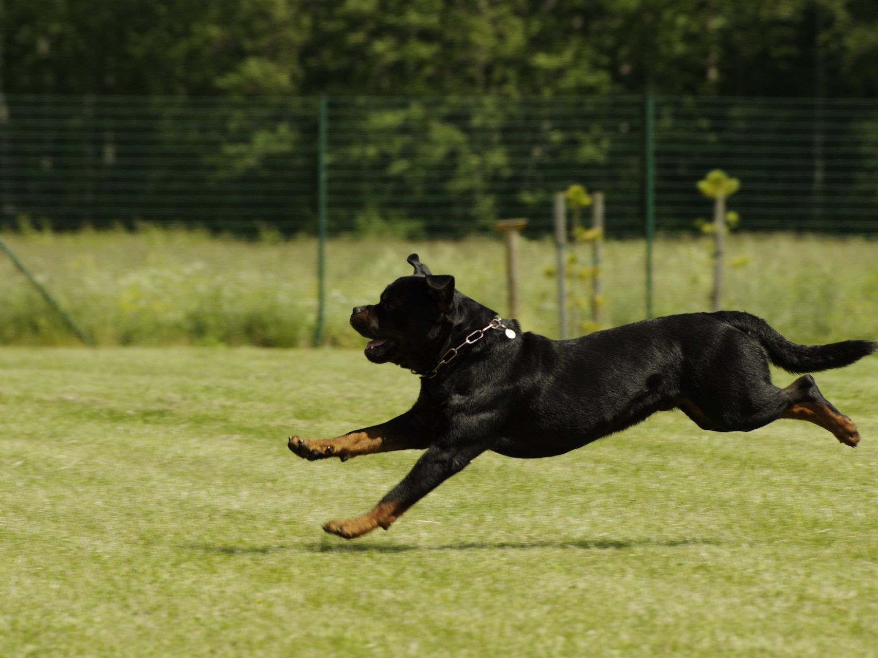 Das Kind verstarb nach dem Rottweiler-Biss im Krankenhaus.