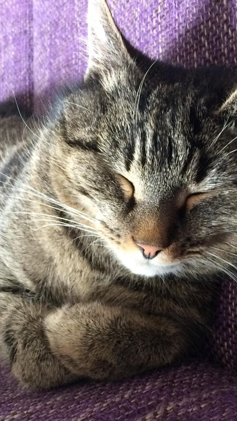 Tiger Kater aus Lustenau