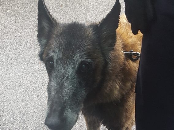 Am Sonntag konnte die Polizei einen Hund aus dem Wiener Donaukanal retten. Am Sonntag konnte die Polizei einen Hund aus dem Wiener Donaukanal retten.
