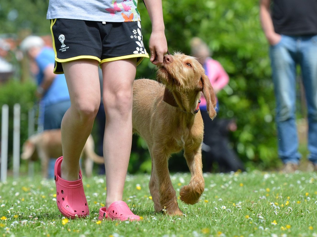 Im Kurs soll man den richtigen Umgang mit Hunden erlernen.