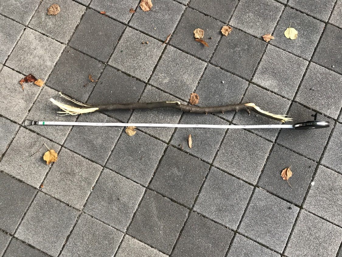 Mit diesem Ast soll die schwere Körperverletzung zugefügt worden sein.