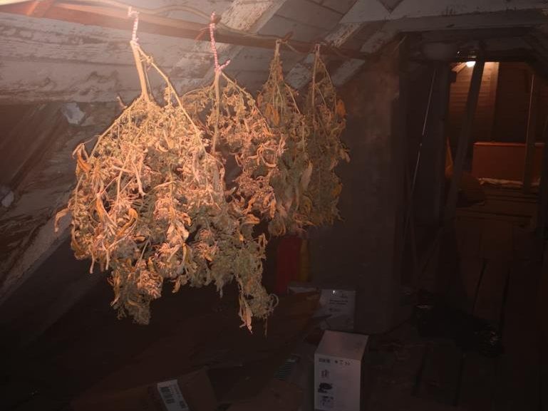 Am Dachboden waren Cannabis-Pflanzen zum Trocknen aufgehängt.