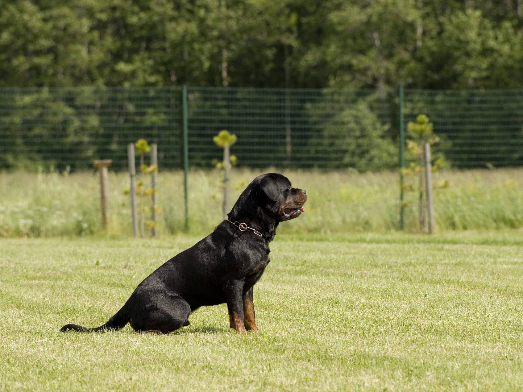 Der junge schwebt nach dem Angriff eines Rottweiler noch immer in Lebensgefahr. Der junge schwebt nach dem Angriff eines Rottweiler noch immer in Lebensgefahr.
