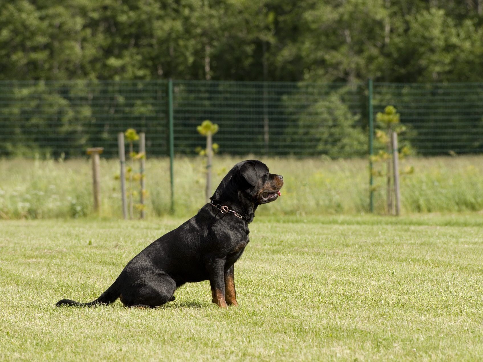 Der junge schwebt nach dem Angriff eines Rottweiler noch immer in Lebensgefahr.