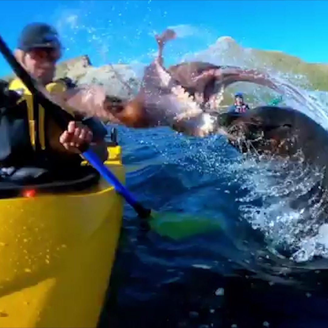 Der Seehund trifft den Paddler voll im Gesicht.