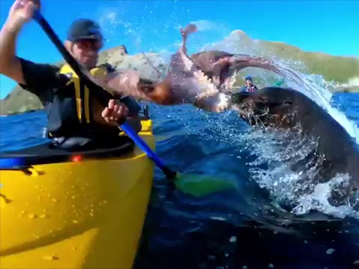 Der Seehund trifft den Paddler voll im Gesicht.