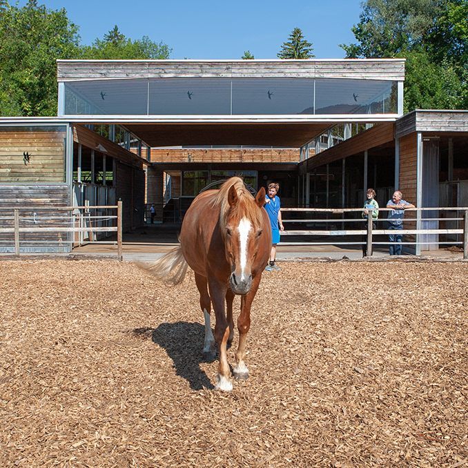 Hippotherapie nutzt die Bewegungsimpulse des Pferdes, um Muskelverspannungen zu lösen.