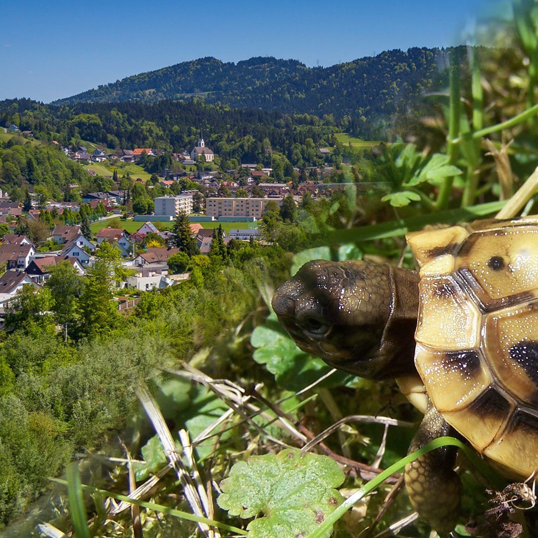 In Kennelbach sind griechische Landschildkröten in freier Wildbahn geschlüpft.