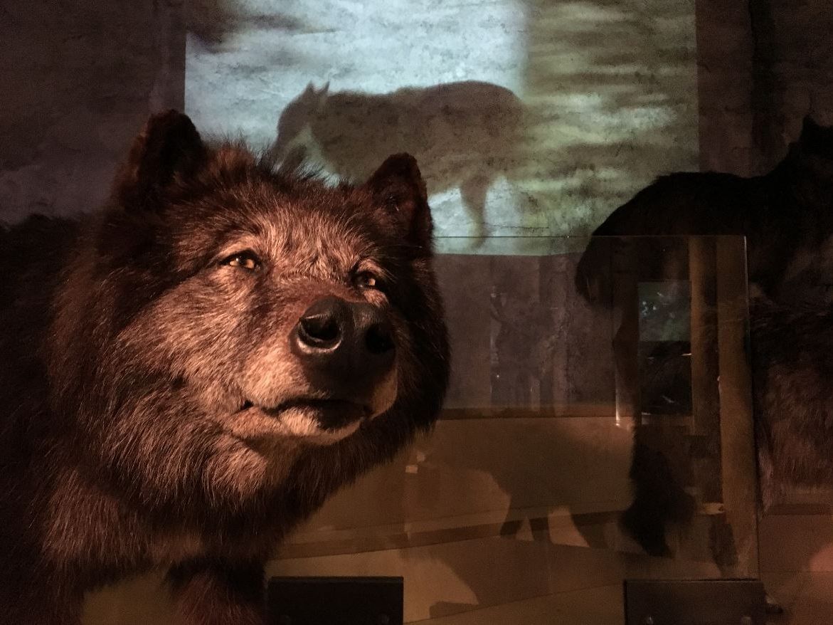 Laut Inatura-Experte Klaus Zimmermann könnte der Wolf in Vorarlberg wieder heimisch werden.