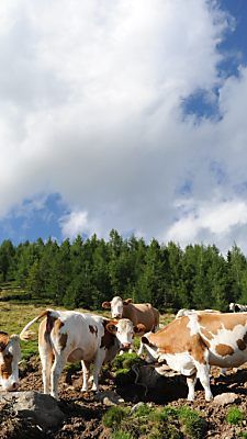 Es geht um die Berechnung geförderter Almflächen