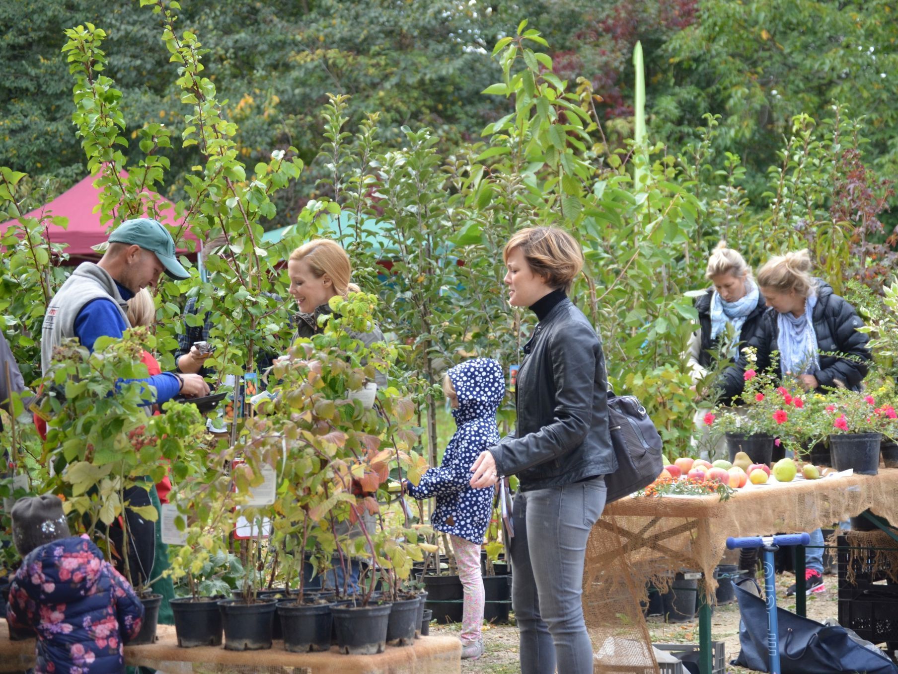 Alte Obstbaumsorten stehen im Lainzer Tiergarten im Mittelpunkt. Alte Obstbaumsorten stehen im Lainzer Tiergarten im Mittelpunkt.