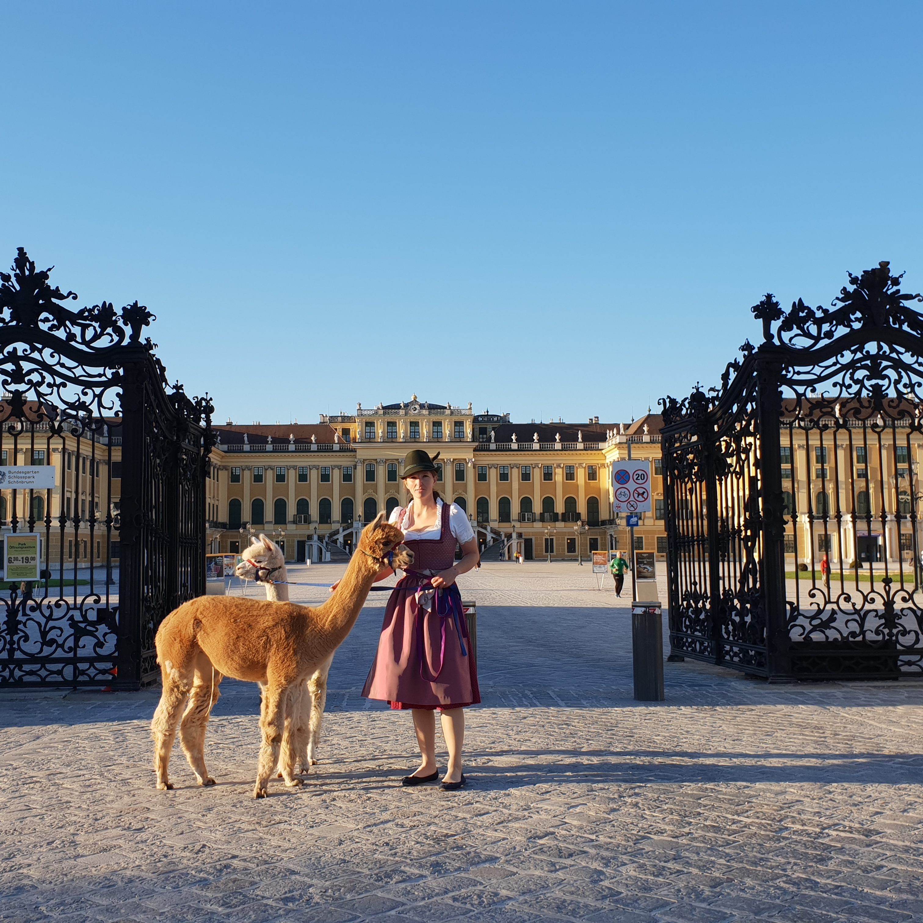Auch ein kleiner Zwischenstopp in Schönbrunn war für die beiden Alpakas geplant.