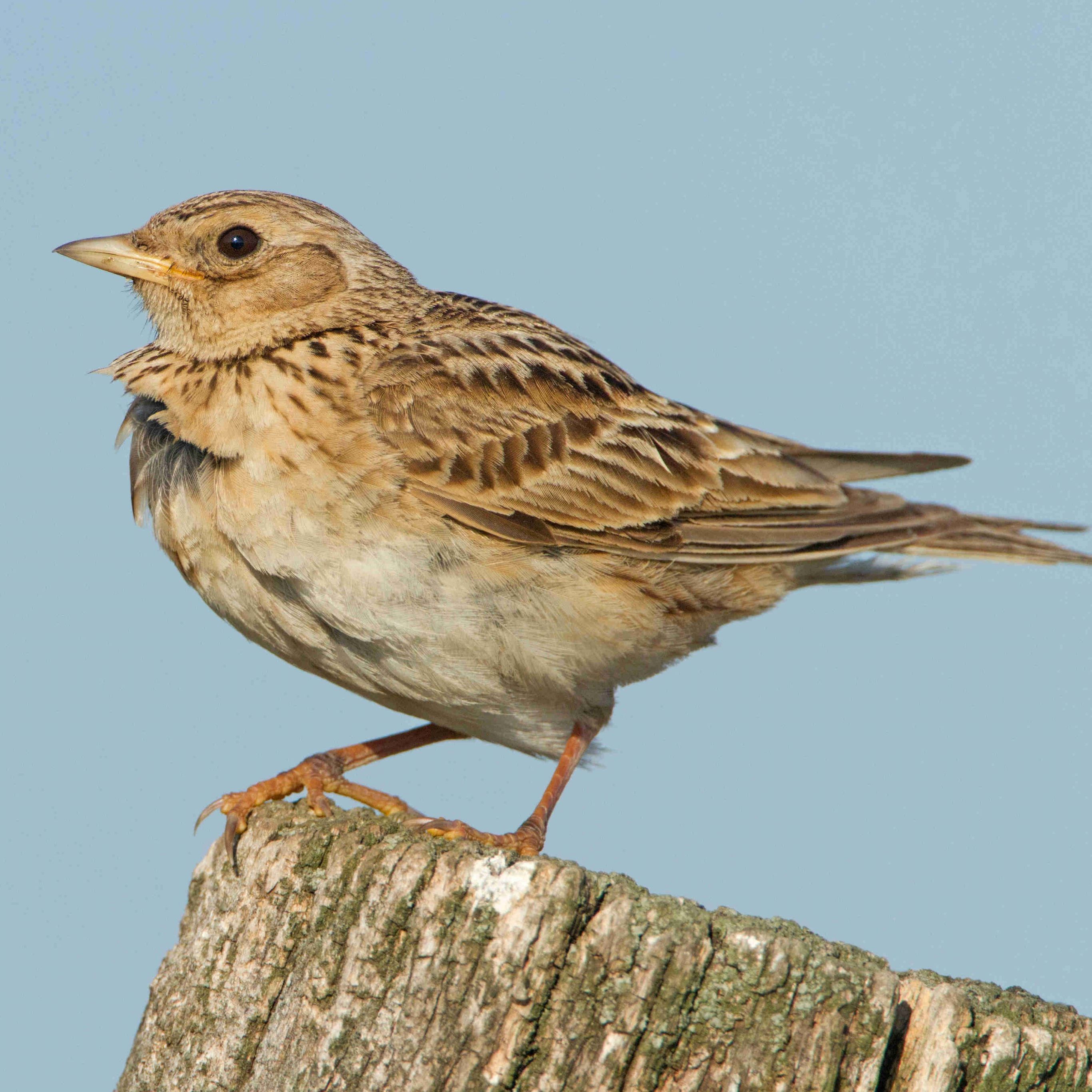 Die Feldlerche gehört zu den häufigen Vögeln Österreichs.