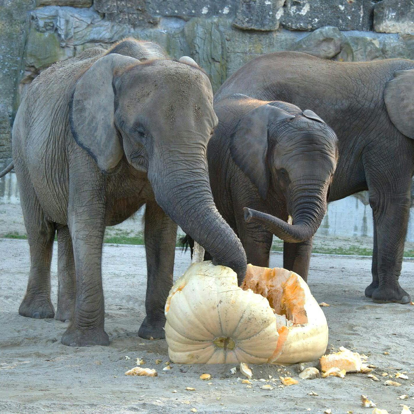 Die Elefanten im Tiergarten Schönbrunn erhalten eine ganz besondere Halloween-Überraschung.