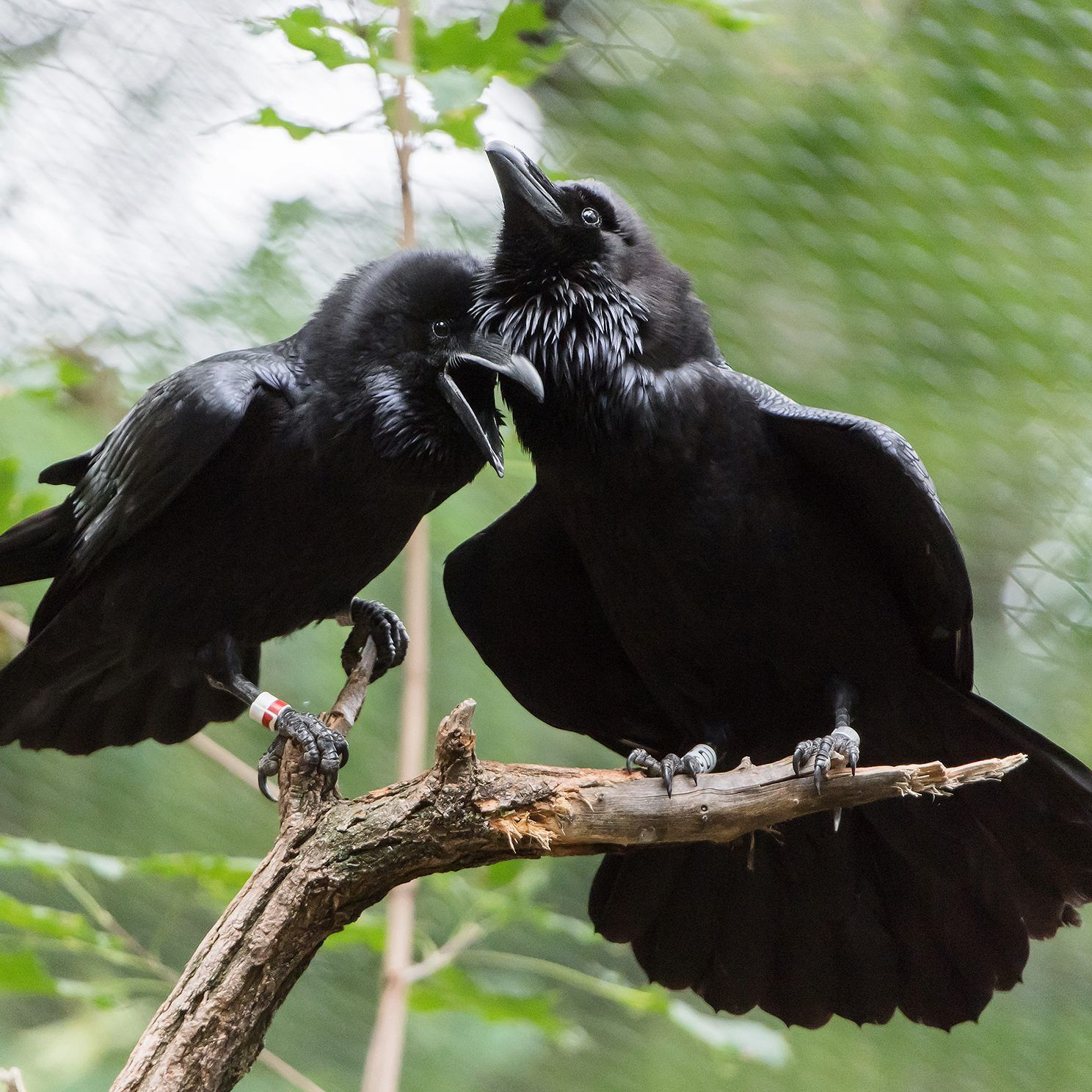Munia und Rufus sind in den Wiener Tiergarten Schönbrunn gezogen.