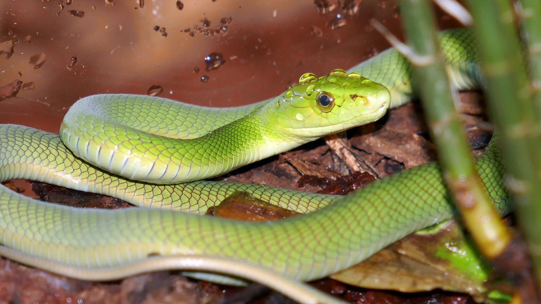 Hochgiftige Grüne Mamba biss in Prag Halterin und riss aus Welt VOL.AT