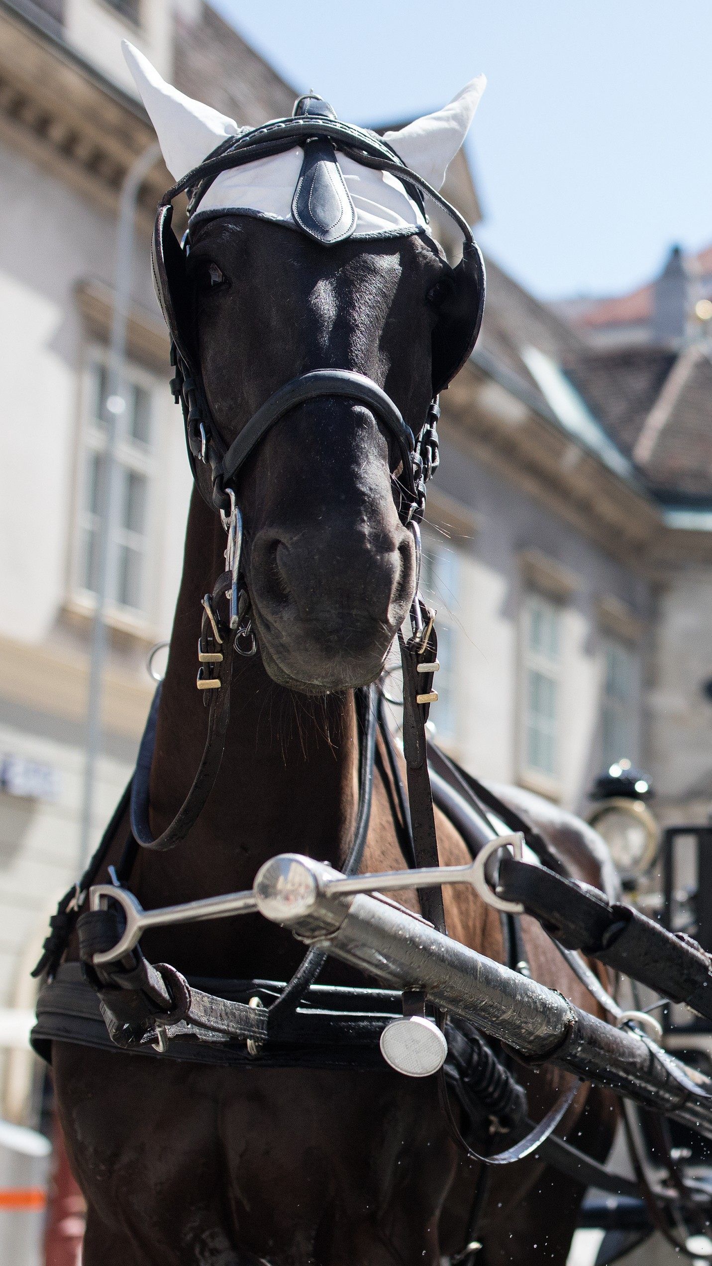 Es wurden Morddrohungen gegen die Wiener Fiaker-Pferde bekannt.