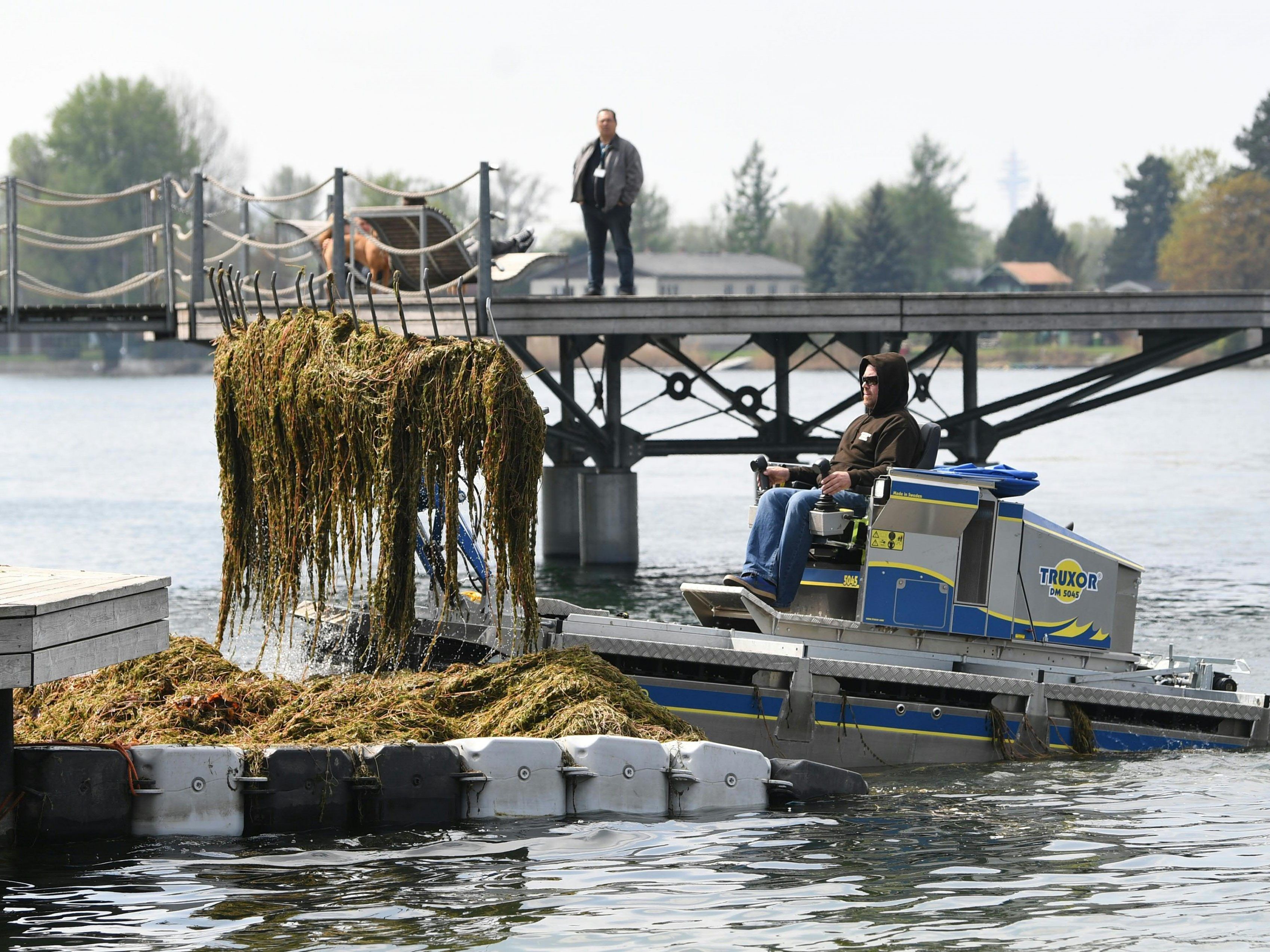 Die Mähboote waren auf der Alten Donau im Dauereinsatz. Die Mähboote waren auf der Alten Donau im Dauereinsatz.