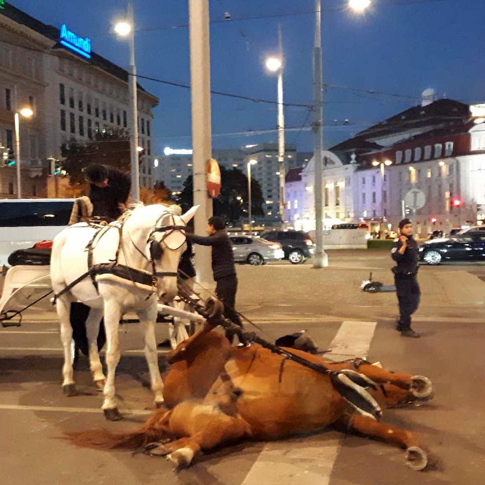 Das Pferd verunglückte in der Wiener Innenstadt.