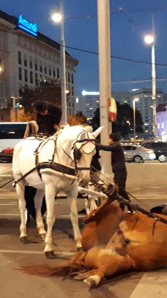 Das Pferd verunglückte in der Wiener Innenstadt.